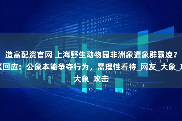 造富配资官网 上海野生动物园非洲象遭象群霸凌？园区回应：公象本能争夺行为，需理性看待_网友_大象_攻击
